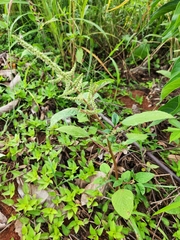 Amaranthus viridis