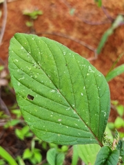 Amaranthus viridis