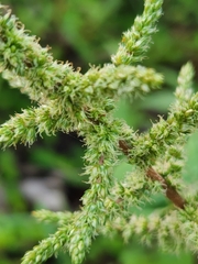 Amaranthus viridis