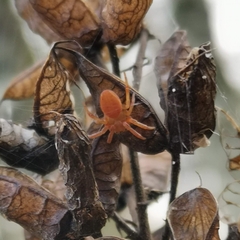 Araniella