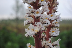 Orobanche crenata