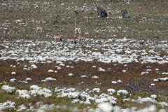 Tragelaphus oryx oryx