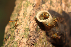 Tetragonisca angustula