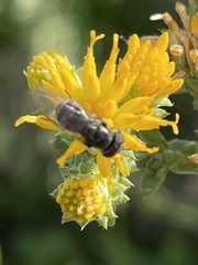 Platycheirus trichopus