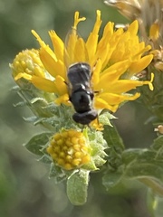 Platycheirus trichopus