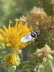 Platycheirus trichopus
