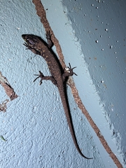 Lepidophyma flavimaculatum