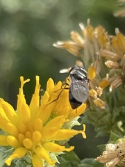 Platycheirus trichopus