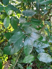Piper tuberculatum