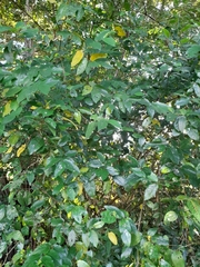 Piper tuberculatum