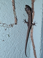 Lepidophyma flavimaculatum