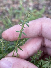 Galium porrigens