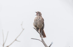 Southern Scrub-Robin photo 5