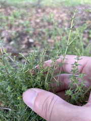 Galium porrigens