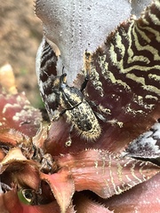 Odontoderes morbillosus