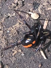 Latrodectus