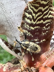 Odontoderes morbillosus