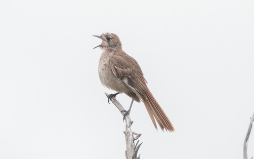 Drymodes brunneopygia