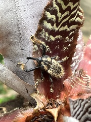 Odontoderes morbillosus