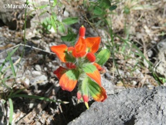 Castilleja scorzonerifolia