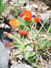 Castilleja scorzonerifolia