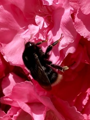 Bombus terrestris canariensis