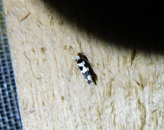 Neurothaumasia ankerella