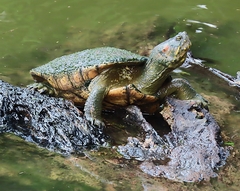Trachemys callirostris