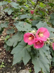 Phymosia rosea