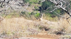 Oreotragus oreotragus transvaalensis