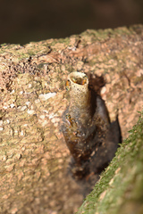 Tetragonisca angustula