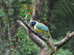 Cyanocorax yncas yncas