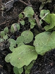 Mazus pumilus