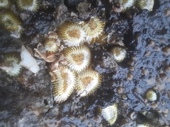 Anthopleura dixoniana