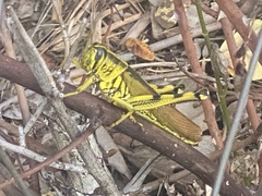 Schistocerca