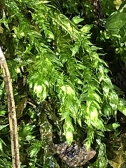 Hygroamblystegium varium