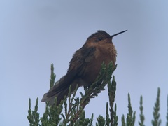 Aglaeactis cupripennis