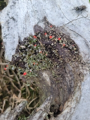 Cladonia floerkeana