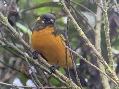 Anisognathus lacrymosus