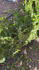 Buxus sempervirens