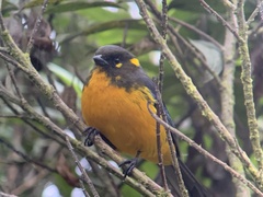 Anisognathus lacrymosus