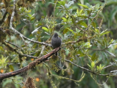 Contopus fumigatus