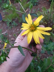Silphium asteriscus