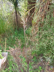 Paraferrisia podocarpi