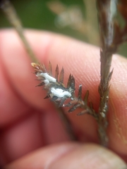 Paraferrisia podocarpi