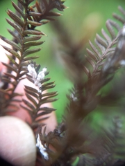 Paraferrisia podocarpi