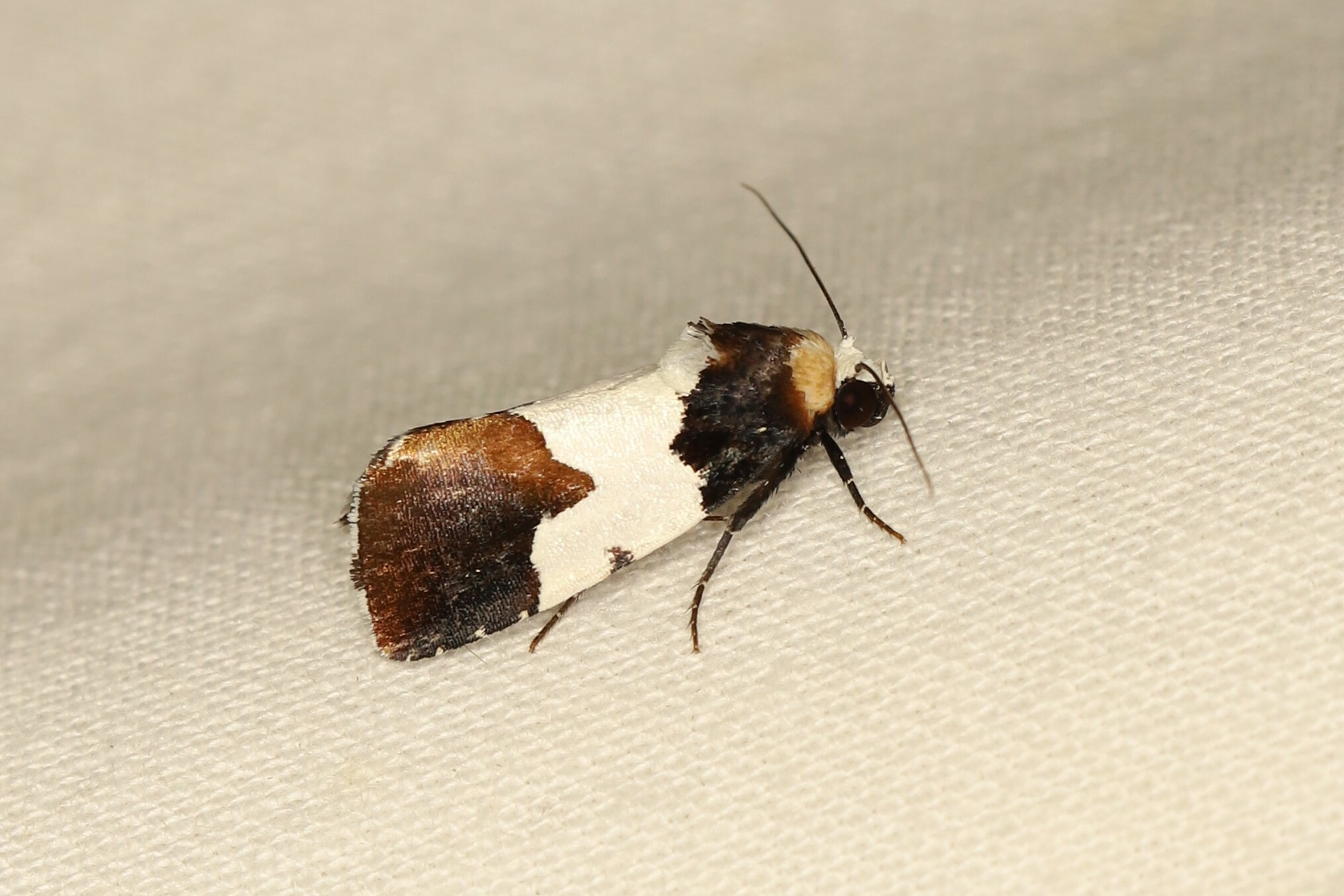 Bryolymnia marginata