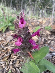Salvia spathacea
