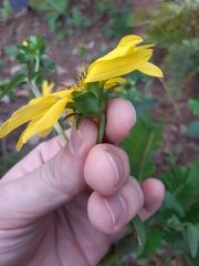 Silphium asteriscus