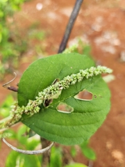 Amaranthus viridis